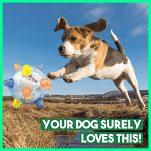 Load image into Gallery viewer, PetsBoro™ Pet Ball  Endless Entertainment for Your Furry Friend!
